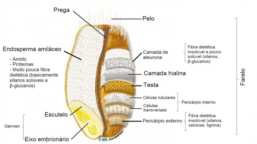 Figura 2. Seção transversal de um grão de trigo integral com a localização de suas partes. Adaptado por Knudsen (2014) por Surget e Barron (2005).