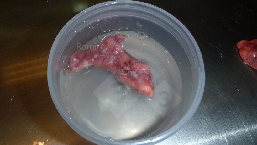 Figura 2. Boa amostra de tecido pulmonar para histopatologia com presença de vias aéreas (círculos brancos redondos) em corte transversal.