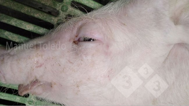 Foto 1. Edema de papada em leitão