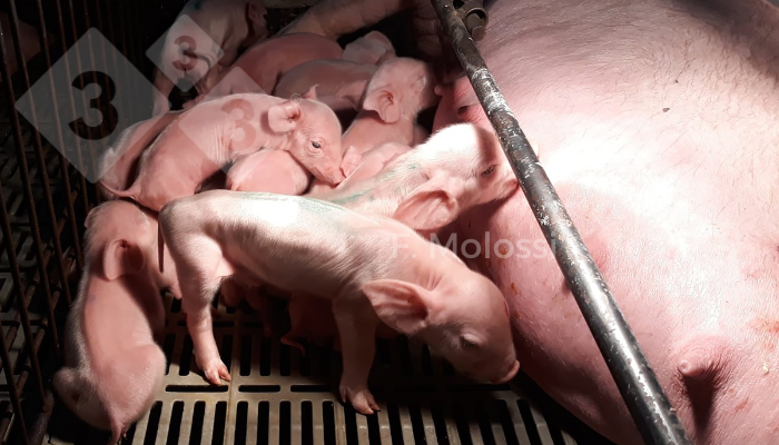Figura 1: Leitões neonatos com orelhas rotadas caudalmente “Dumbos” (dois primeiros leitões), o primeiro demonstrava sinal clínico de apatia, enquanto os demais leitões não apresentavam alterações.
