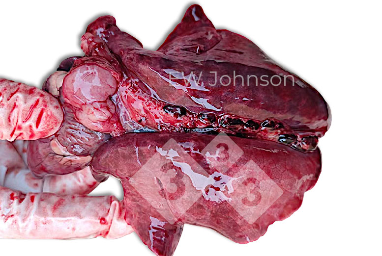 Figura 2.&nbsp;Pulm&otilde;es de apar&ecirc;ncia emborrachada com linfonodos pulmonares hemorr&aacute;gicos aumentados.
