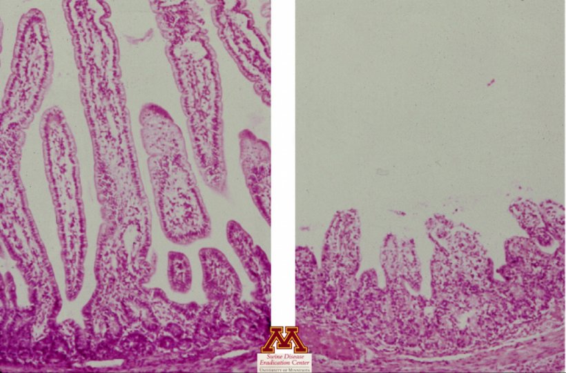 Atrofia das vilosidades causada por rotav&iacute;rus. Foto de&nbsp;Swine Diseases por&nbsp;Perle Zhitnitskiy, DVM, MSpVM. Fonte: Dr. Carlos Pijoan https://creativecommons.org/licenses/by-nc/4.0/
