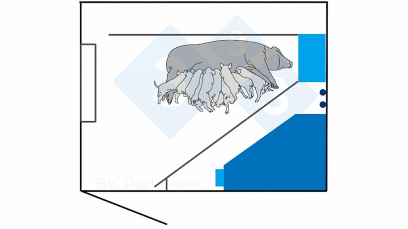Figura 2. Anteriormente, os requisitos na Alemanha incluíam um espaço de baia de 6,5 m2 ou mais, exigindo que a matriz pudesse deitar-se de lado sem tocar na parede com as pernas estendidas. Portanto, as baias alemães da primeira geração costumam ter 3,00 m de comprimento e 2,30 m de largura. A baia inclui uma gaiola localizada a 40 cm da parede para permitir que a fêmea se deite sem tocá-la.