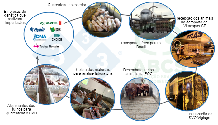 Figura 1: Imagens que ilustram a sequencia das operações de importações dos suínos reprodutores, do país de origem e destinados ao Brasil para cumprimento da quarentena na EQC e posterior povoamento das granjas GRSCs (imagens cedidas pelas empresas). Fonte: ABCS.