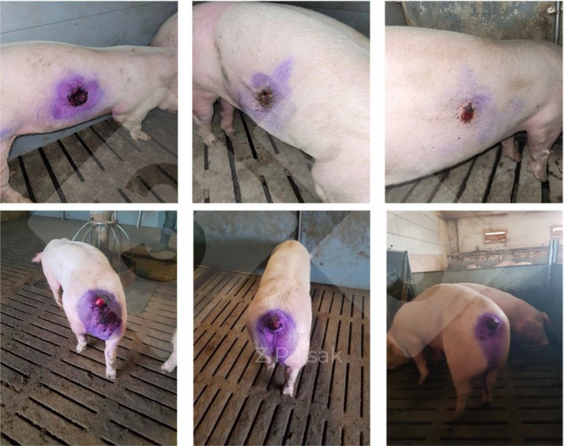 Figura 3. Evolução e resultado do tratamento de feridas cutâneas provocadas por canibalismo com nanopartículas de prata.