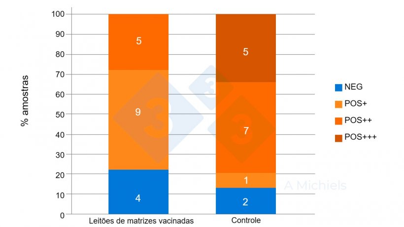 Figura 2. Amostras de fluido oral de leitões de 5 e 8 semanas de idade. Os leitões provenientes de mães vacinadas (esquerda) mostram uma forte redução na prevalência de B. bronchiseptica em comparação com os resultados do grupo de controlo não vacinado (direita).