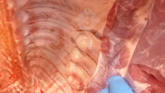 Figura 1. Exostose óssea nas costelas de um suíno abatido.