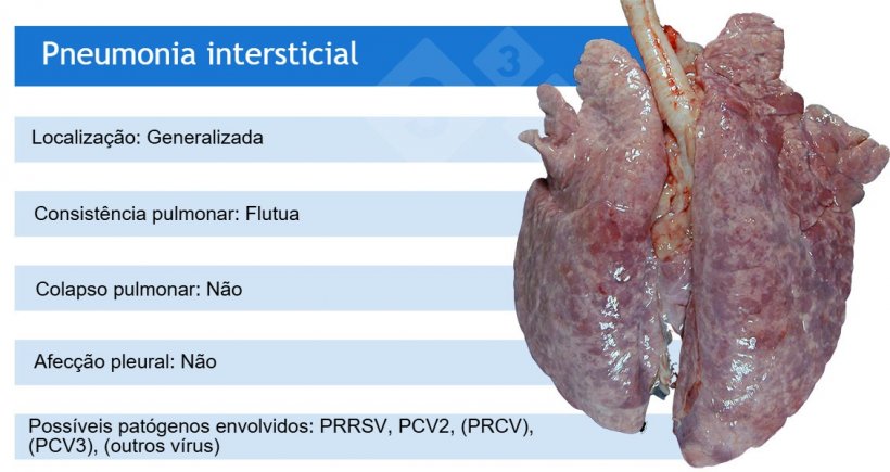 PRRSV: vírus da síndrome reprodutiva e respiratória suína; PCV2: circovírus suíno 2; PRCV: coronavírus respiratório suíno; PCV3: circovírus suíno 3.
PRCV, PCV3 e outros vírus, como adenovírus, vírus da doença de Aujeszky e outros, costumam causar pneumonia intersticial leve.