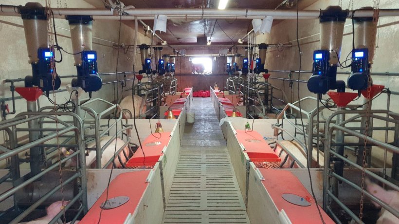 Foto 1. Alimentadores eletrônicos de maternidade instalados em uma fazenda comercial (Centro de Experimentação Porcino, Aguilafuente, Segóvia) onde o estudo foi realizado.