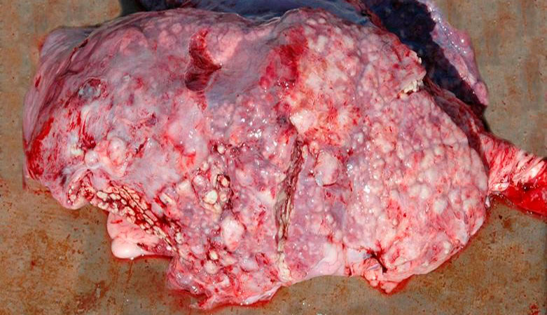 Figura 5: Pneumonia embólica causada por T. pyogenes
