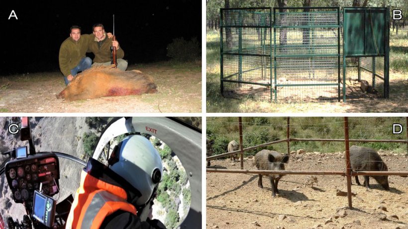 Foto 1: Opções de controlo: A) caça recreativa; B) aprisionamento; C) eliminação por profissionais (neste caso de helicóptero, quadras de foto de Ivor Jockney); D) manejo do habitat: suprimir a alimentação e proteger as culturas (foto: alimentador fixo de javali).