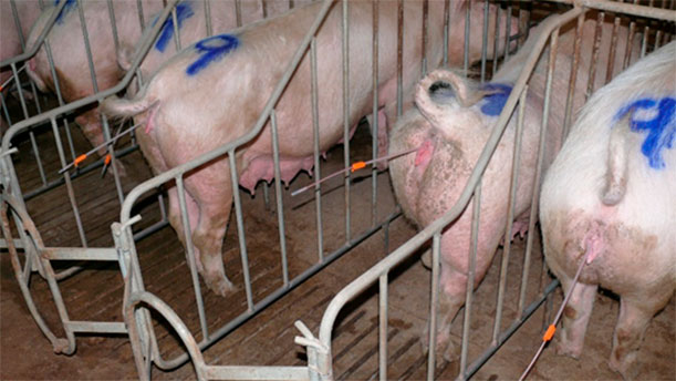 Foto 1: Na IAPC, trabalhar de maneira ordenada &eacute; importante. Se estiverem preparadas (levantadas, com a limpeza de vulvas e coloca&ccedil;&atilde;o de cateter externo), mais de 5 f&ecirc;meas por operador, corremos o risco de reposicionar, desalojar o cateter, sujar etc.
