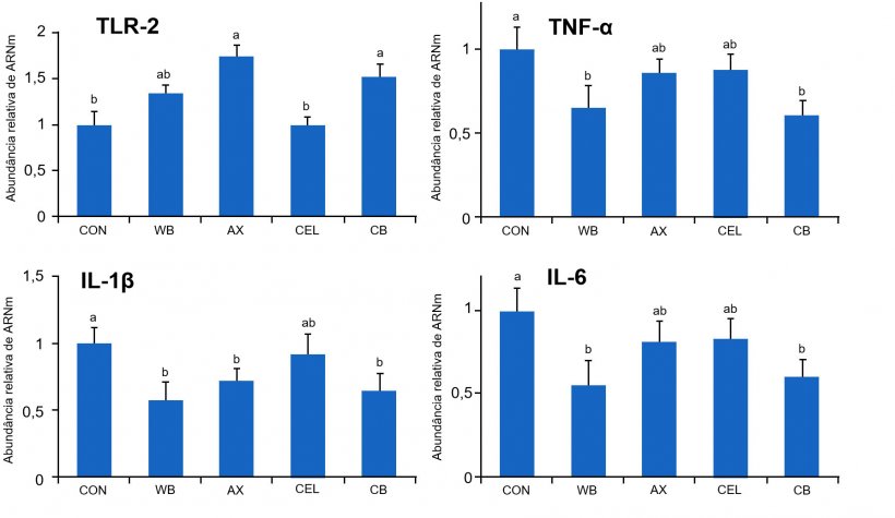Figura 1. Efeito de distintas fontes de fibra na dieta sobre a expressão gênica dos receptores TLR-2 e citocinas pró-inflamatórias no intestino de leitões desmamados. CON: dieta controle sem componentes fibroso WB: dieta suplementada com 10% de sêmea de trigo AX: dieta suplementada com uma quantidade de arabinoxilanos equivalente à fornecida por 10% de sêmea de trigo CEL: dieta suplementada com uma quantidade de celulose equivalente à fornecida por 10% de sêmea de trigo (CEL) CB: dieta suplementada com as mesmas quantidades de arabinoxilanos e celulose, conjuntamente. Médias com letras distintas diferem de forma estatisticamente significativa (p<0,05). Fonte: Chen et col., 2016